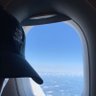 Tamunó-miebaka♟️ profil fotoğrafı