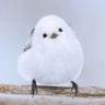 たまらんち会長🐣分散投資家🐥 的头像