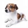 Фото профиля Cachorro de Direita ⬛️⬜️🟨