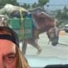 Elk Ring's profile picture