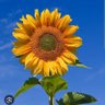 sunflower's profile picture