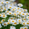 Daisy profil fotoğrafı