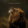 Lion King 的头像