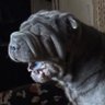 Sheep's profile picture