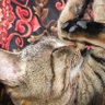 Фото профиля キジ猫のクロ