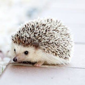 癒される動物【アニマル】's profile picture