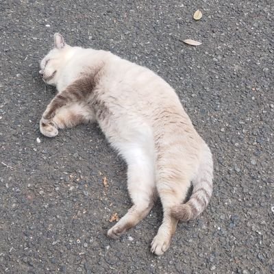 とーか's profile picture