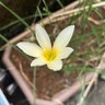 鈴霧@闘病、日常垢 profil fotoğrafı