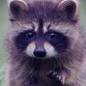Raccoon stream 的头像
