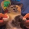 pan's profile picture