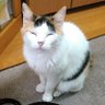 Profilbild von かっくん