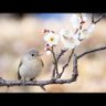 いちご小豆パフェ 的头像