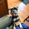 Emily, Queen of Chocolatonia's profile picture