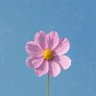 Profilbild von violetaropurple