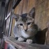 user stylo profil fotoğrafı