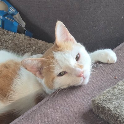 Garbonzo's profile picture