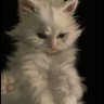🥥's profile picture