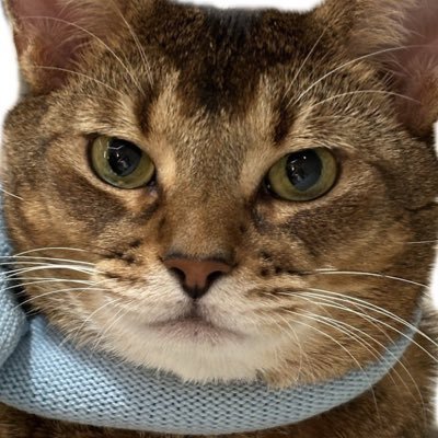 Yui ♡ 🐈⬛'s profile picture