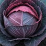 Profilbild von Savage Cabbage