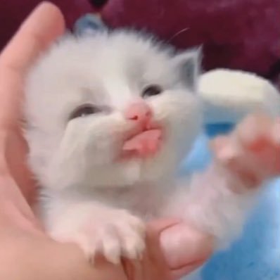 LostinRose's profile picture
