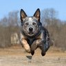⚫⚪⚫⭐Bonkers Dog ↙️'s profile picture