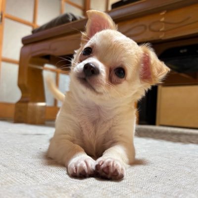 涙目のはる's profile picture