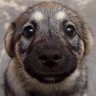 EIonAI's profile picture
