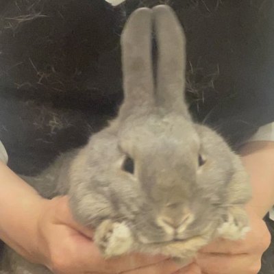 Tuelhinhos 🐇's profile picture