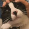 Profilbild von NyxLynxLol