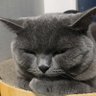 恒ちゃん's profile picture