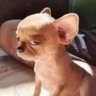 Dominik's profile picture