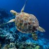 Sea Creatures's profile picture