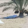 محمد الغامدي 的头像