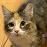 ミカド profil fotoğrafı