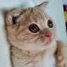 Фото профиля ねこっち DOMIれっっ!!