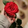 انوار🌹🌹 的头像