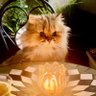 ねこ美🐱 profil fotoğrafı