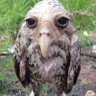 humongousballsax profil fotoğrafı
