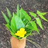 Agriculturist 的头像