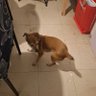 Mosquete Automático's profile picture