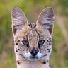 Savvy Serval 的头像