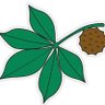 Фото профиля BuckheadBuckeye