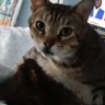 Michele Young profil fotoğrafı