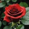 خطابه ام محمد مجانا لوجه الله profil fotoğrafı