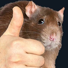 rattower's profile picture