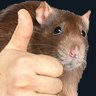 Rat Tower ๐'s profile picture