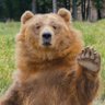 Фото профиля Lazyjoebeard