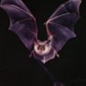 🦇Bats 🦇 的头像