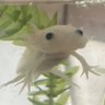 らすこーりにこふ profil fotoğrafı
