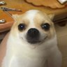 big dog's profile picture
